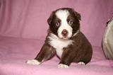 BORDER COLLIE 1301